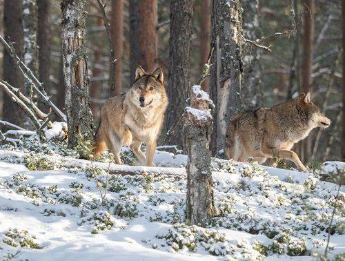 Лесной дозор