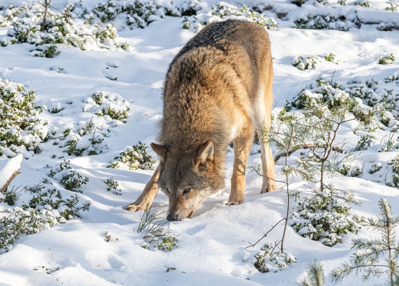 волк, беларусь, зима, красный бор По следу фото превью