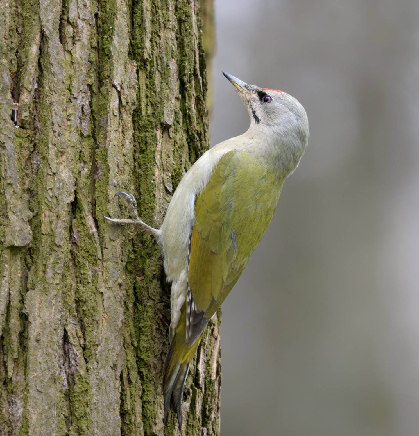 птицы, дятел, Михаил