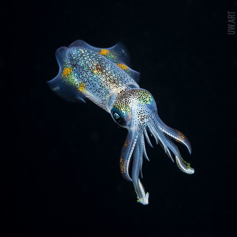 Игры в прозрачность фото превью