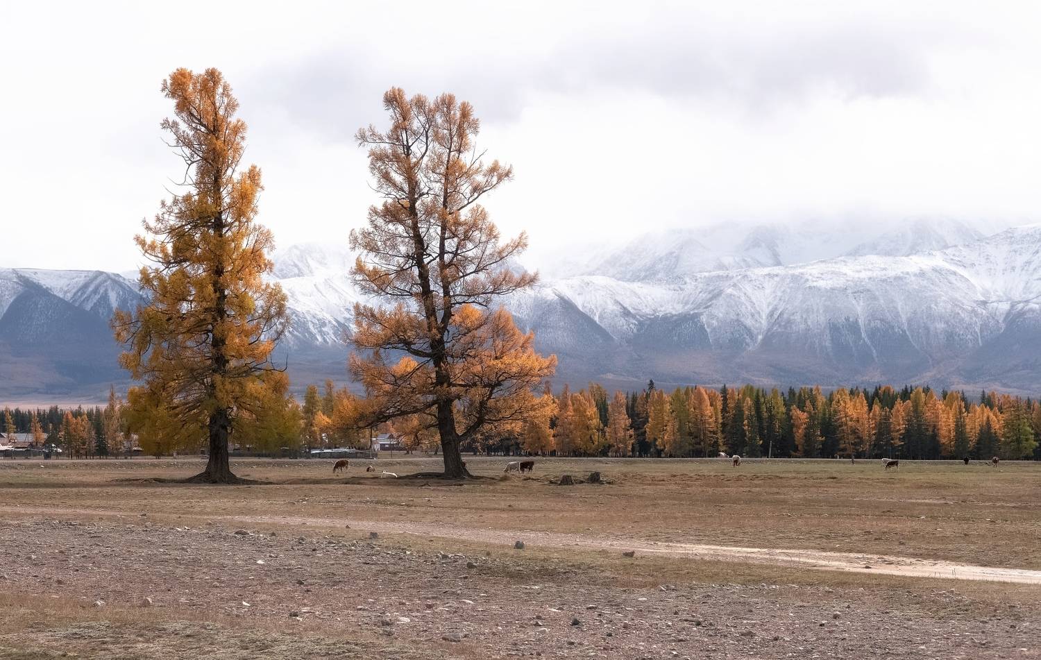 алтай, осень, курай, путешествие, лиственницы, Фомина Марина