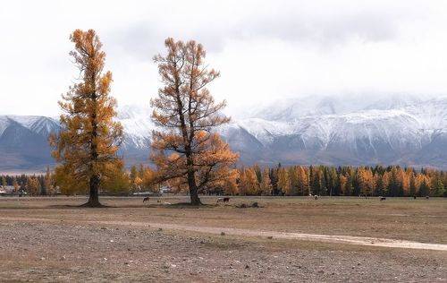 Осенний Курай