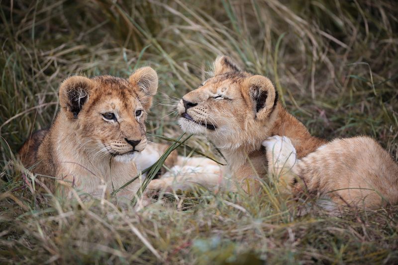 фото превью