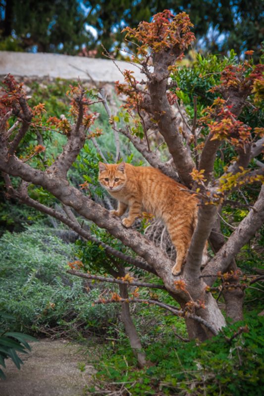 Кот ученый фото превью