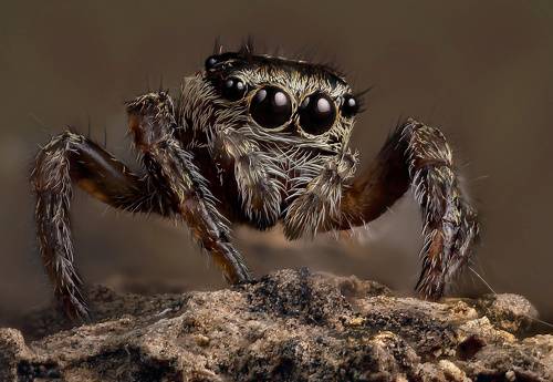 Скакунчик кривоногий