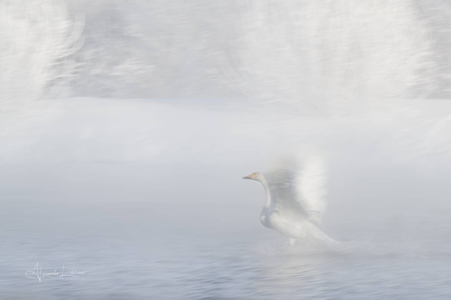 лебеди,утро,мороз,алтай, Александр Кукринов