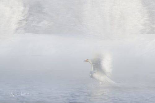 Пуховое настроение...