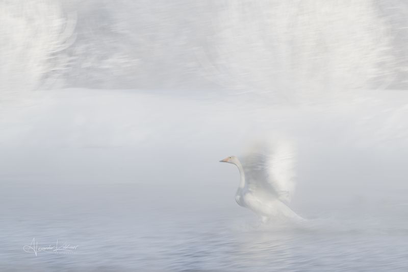 лебеди,утро,мороз,алтай Пуховое настроение... фото превью