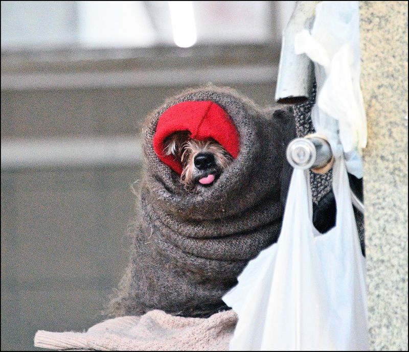 Закутанная собака фото превью