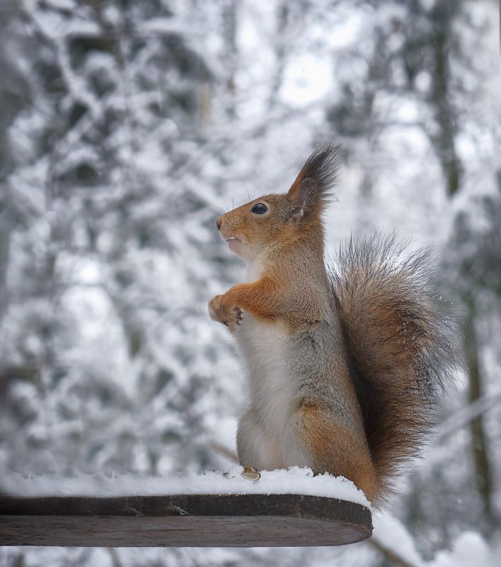 белочка фото превью