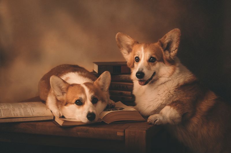 Предъявите формуляр! фото превью