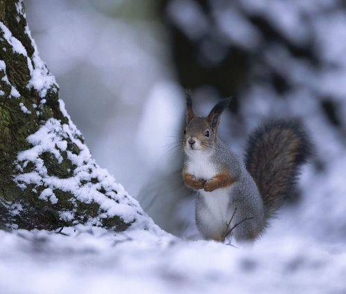 Лесная красавица