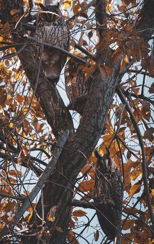 Прекрасные совушки.