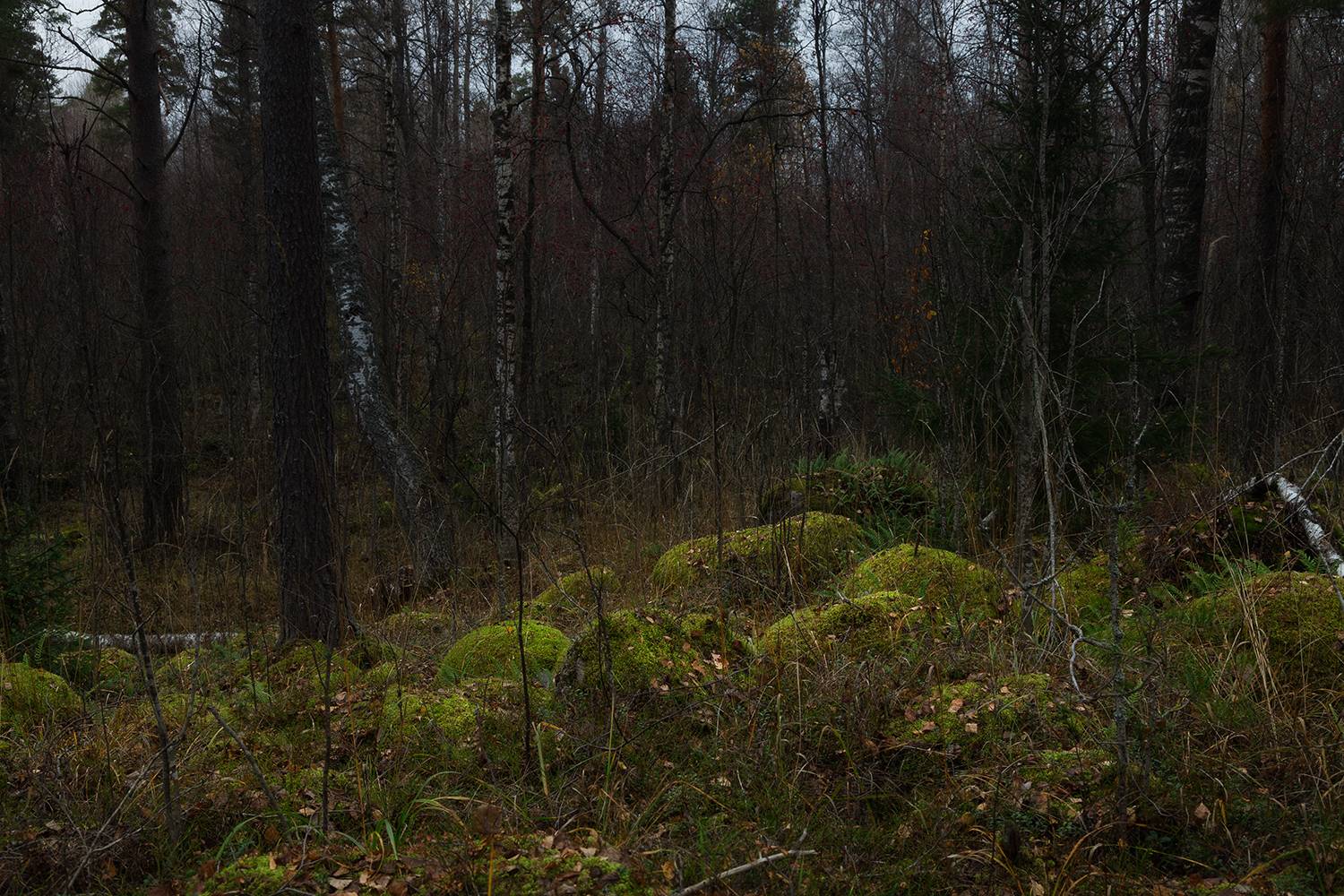 forest, autumn, november, Медведникова Мария