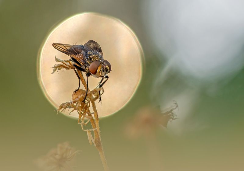 Муха фото превью