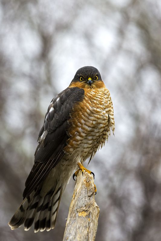 природа *** фото превью