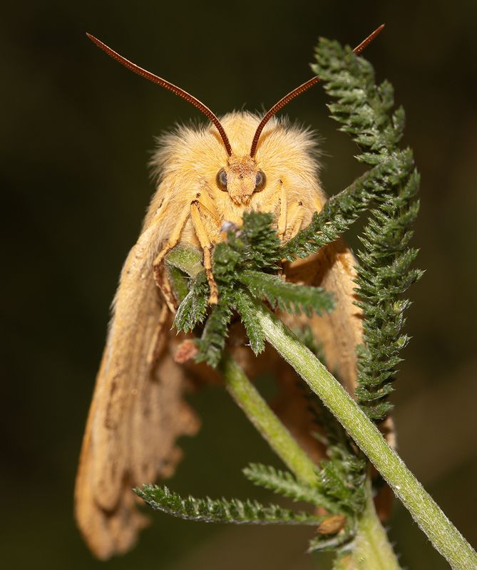 Lasiocampa quercus фото превью