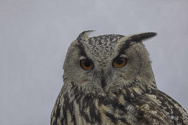 Eurasian Eagle Owl фото превью