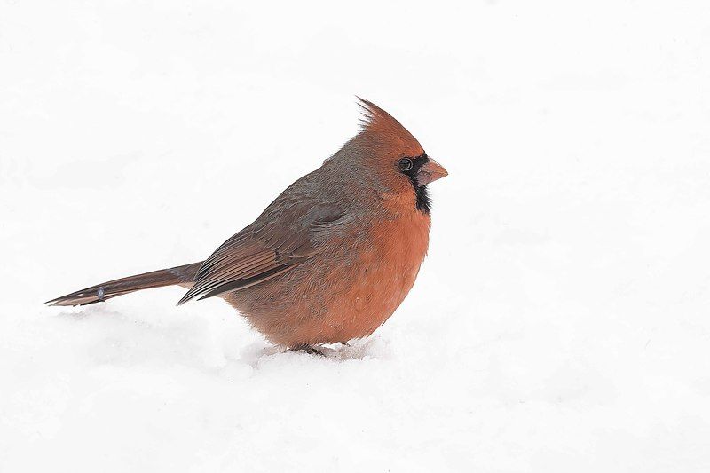 Northern cardinal фото превью