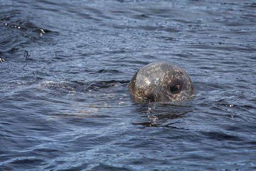 Одним глазком