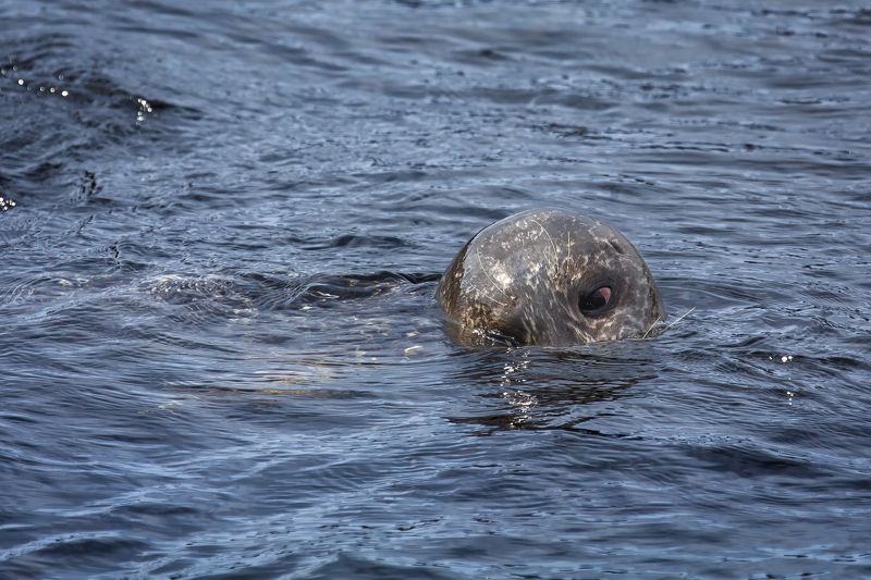 Одним глазком фото превью