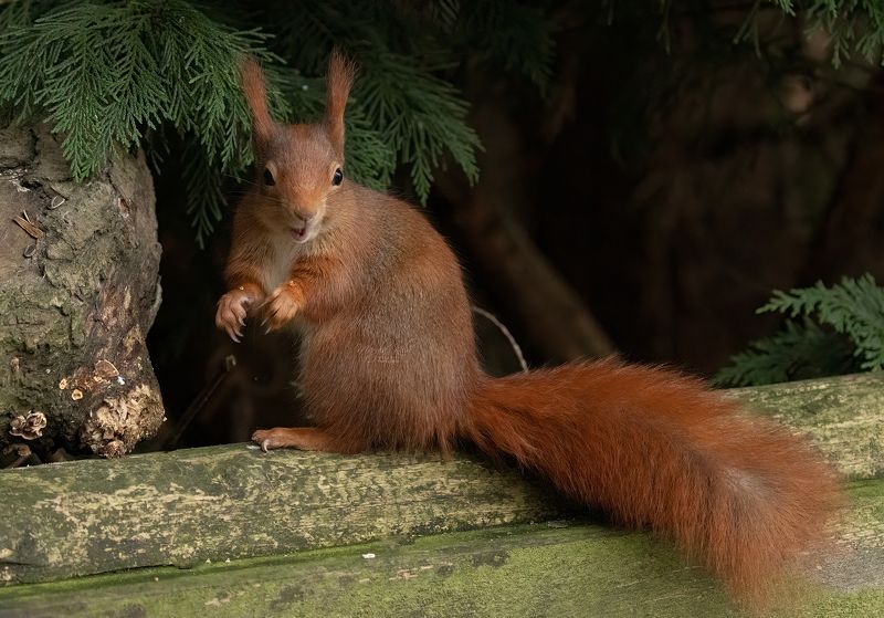 red squirrel, animals, nature, wildlife, canon Red Squirrel фото превью