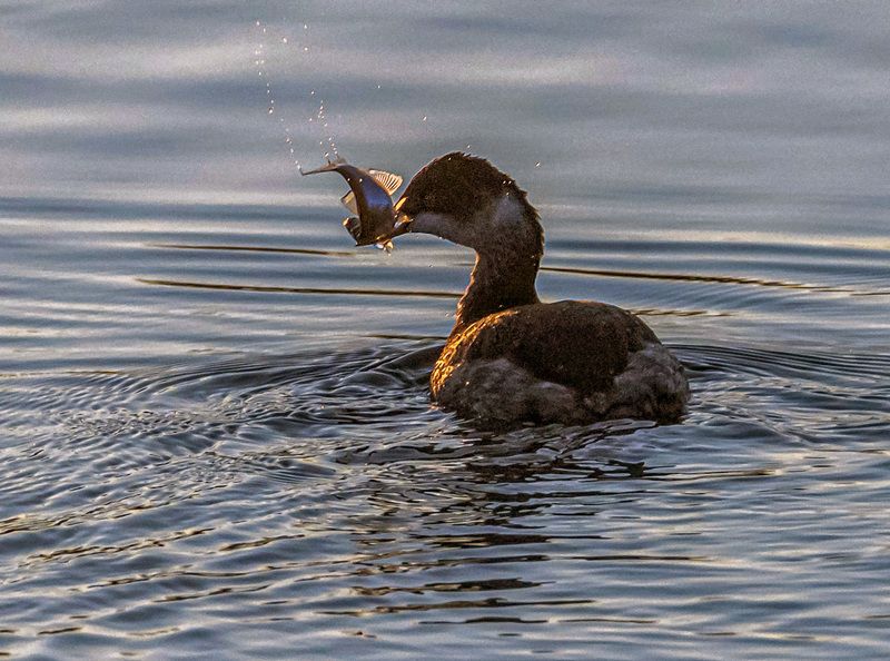черношейная поганка, птицы, кисловодск С добычей фото превью