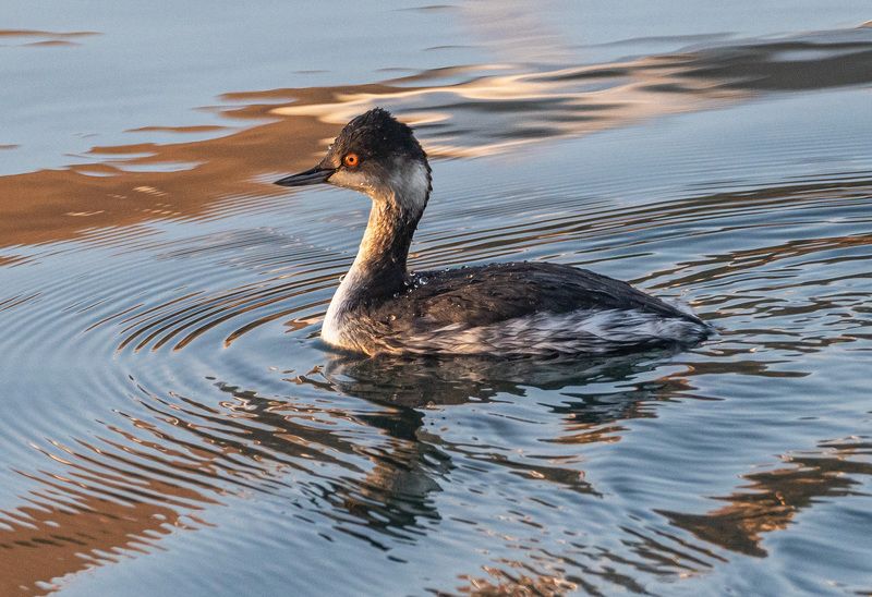 черношейная поганка, птицы, кисловодск Черношейная поганка фото превью