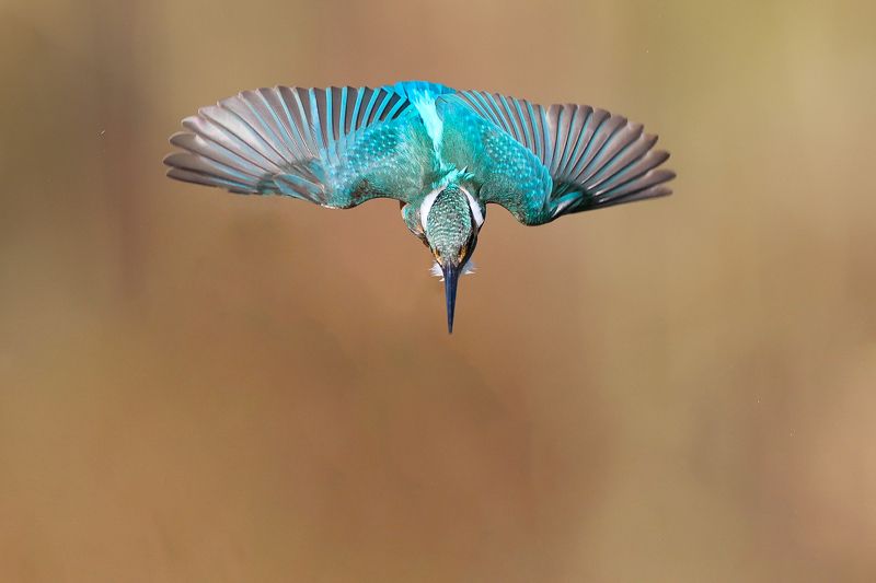 Kingfisher  фото превью