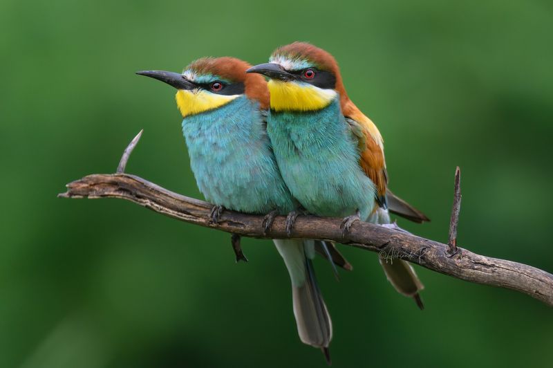 Вместе фото превью