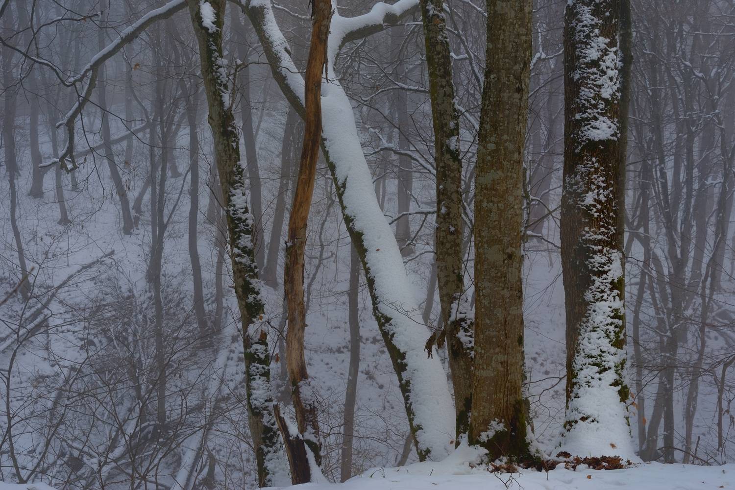 зима туман лес утро, Александр Жарников