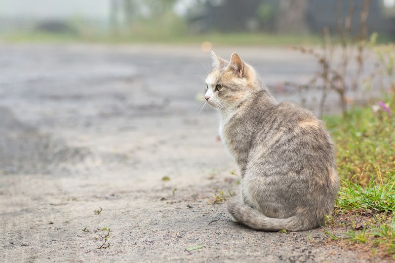 Кошка фото превью