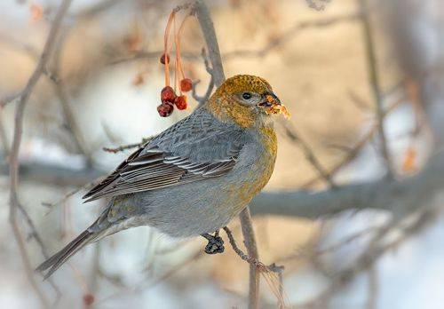 Щур  (самка)  2 ФОТО