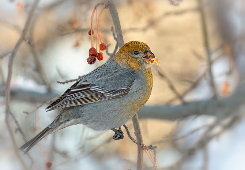птица, щур, самка, Щур  (самка)  2 ФОТО фото превью