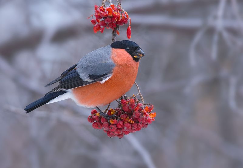 снегирь,самец,пасмурно,декабрь,рябина Пасмурным днём... фото превью