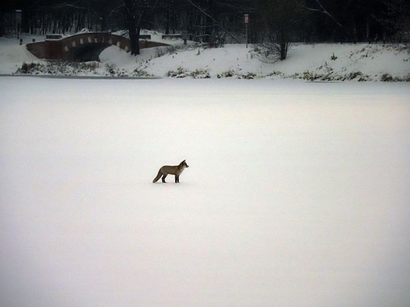 лиса, зима куда делись утки? фото превью