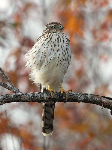 Sharp-shinned Hawk - Полосатый Ястреб