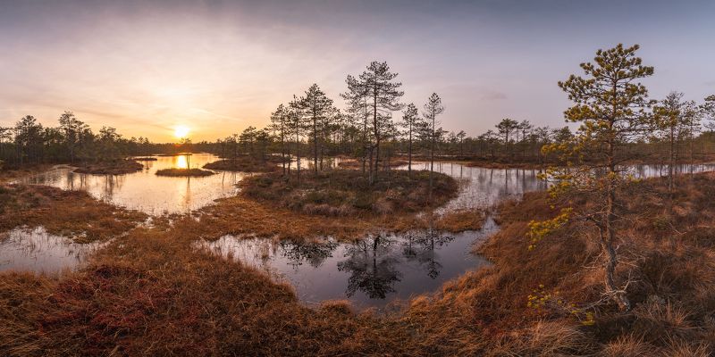 Swamp фото превью
