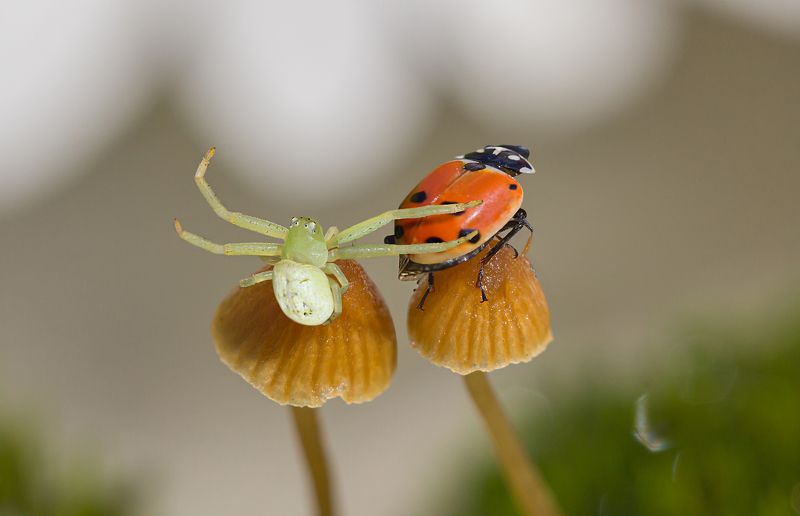 Ухажёр фото превью