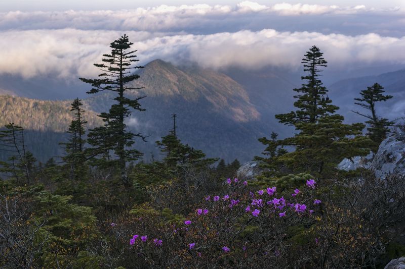 Рододендрон, тайга, горы, туман  фото превью