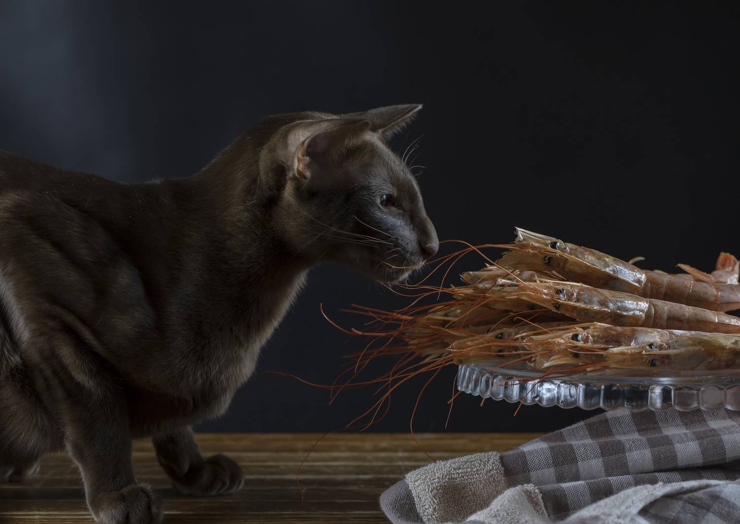 кот, ориентал, креветки, Татьяна Феденкова