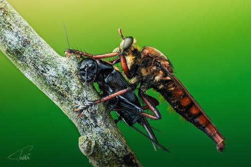 Robber-fly and his prey
