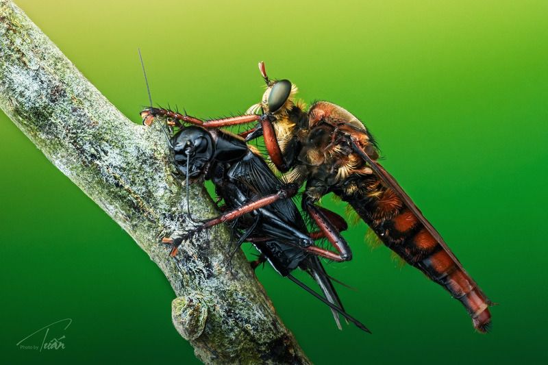#macro #photoByTuan Robber-fly and his prey фото превью