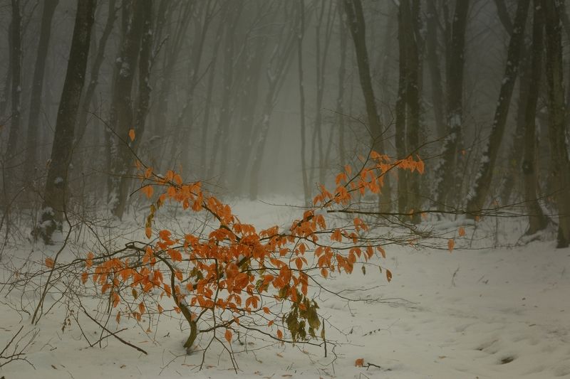 Пришла зима фото превью