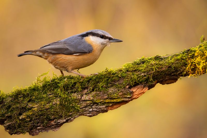 Nuthatch фото превью