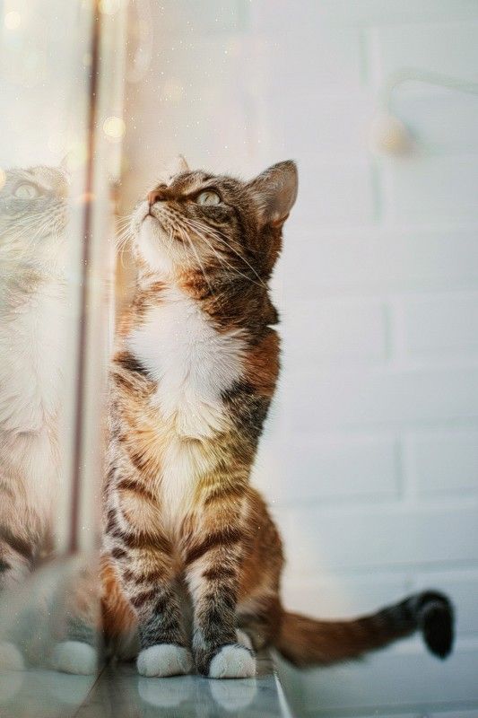 животные,кошка  фото превью