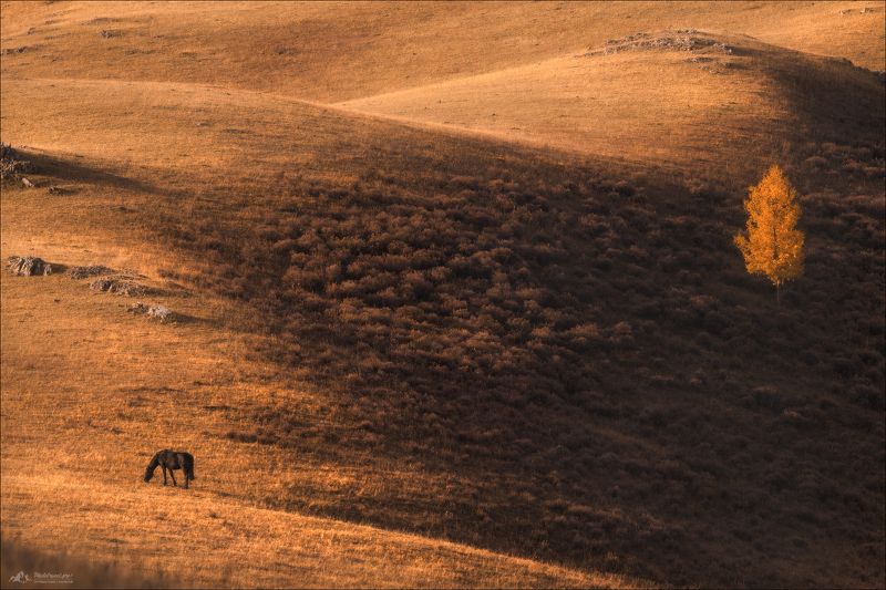 алтай, горный алтай, усть-кан, усть-канская степь, фототур на алтай, фототуры 2025, осенний фототур на алтай, минимализм Осенняя меланхолия фото превью