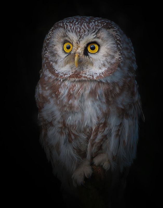 мохноногий сыч, aegolius funereus, tengmalm\\\'s owl, lututė Мохноногий сыч фото превью