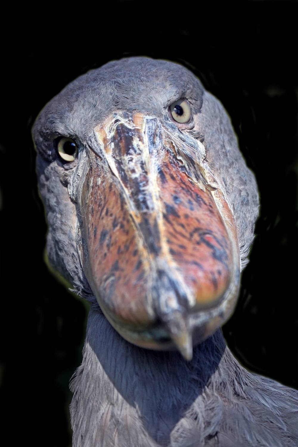 , Бибичков Михаил