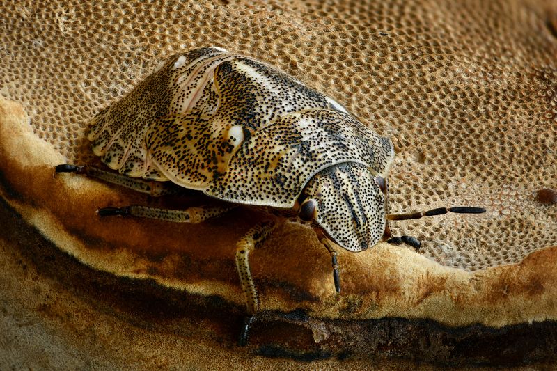 Eurygaster integriceps фото превью